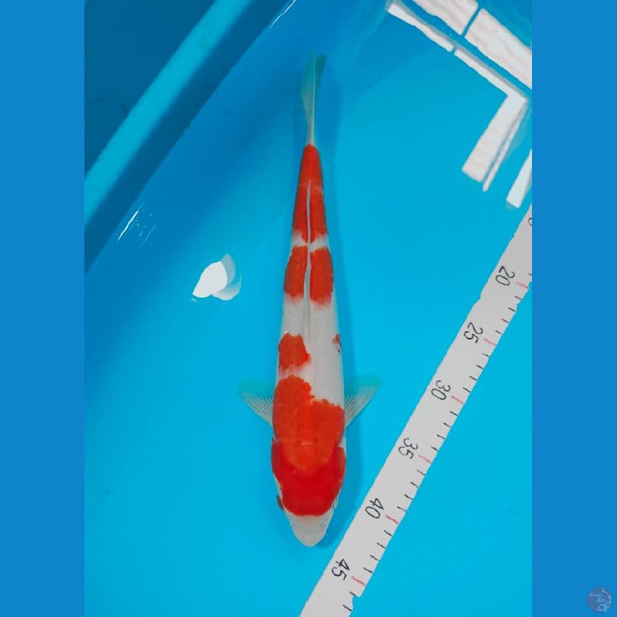 KOHAKU 35CM