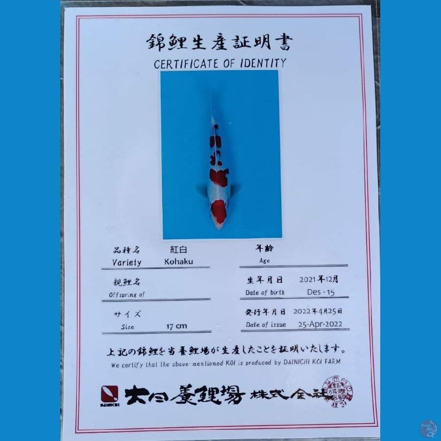 Dainichi Kohaku Maruten sz 22cm