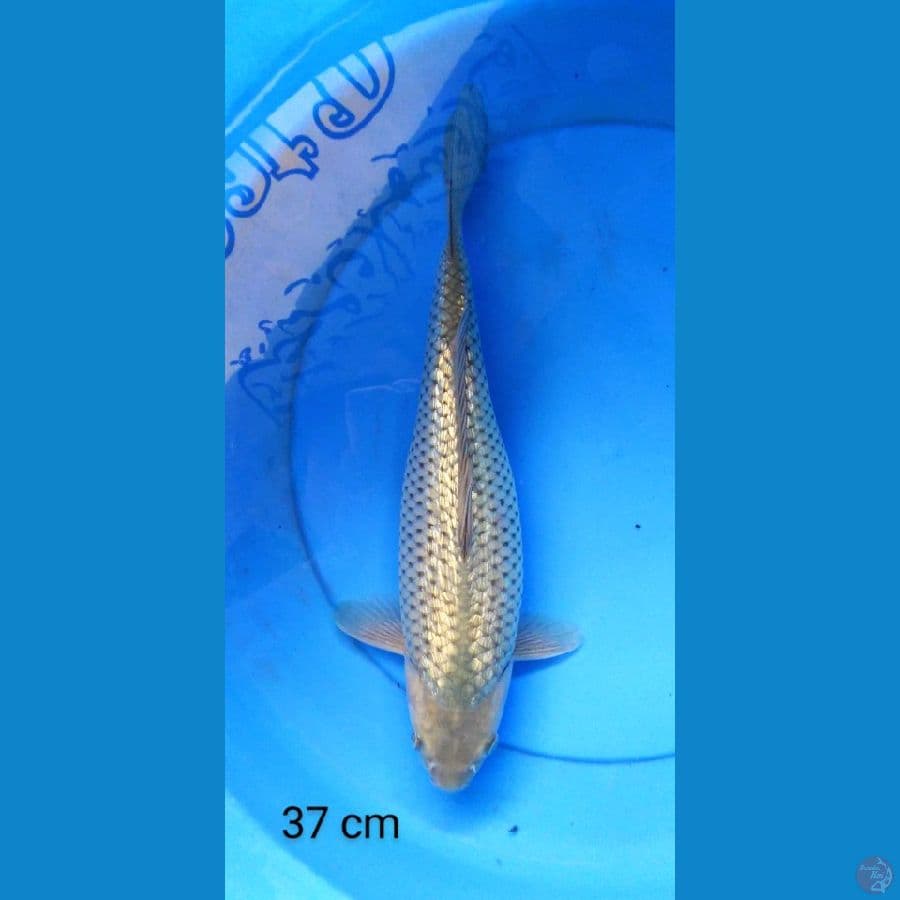 soragoi ginrin punuk 37 cm