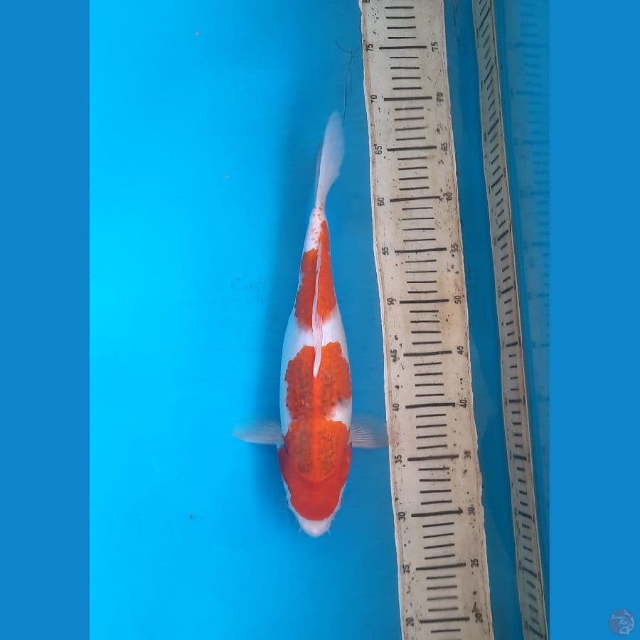 Ai koromo 37f
