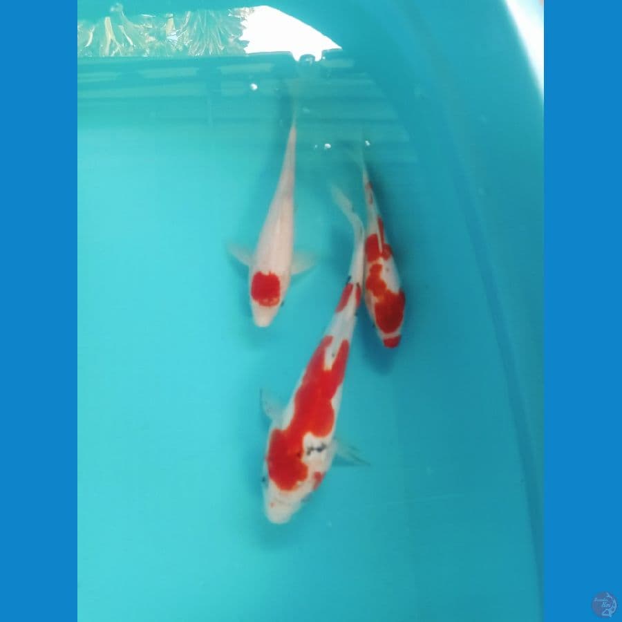 KOHAKU SANKE