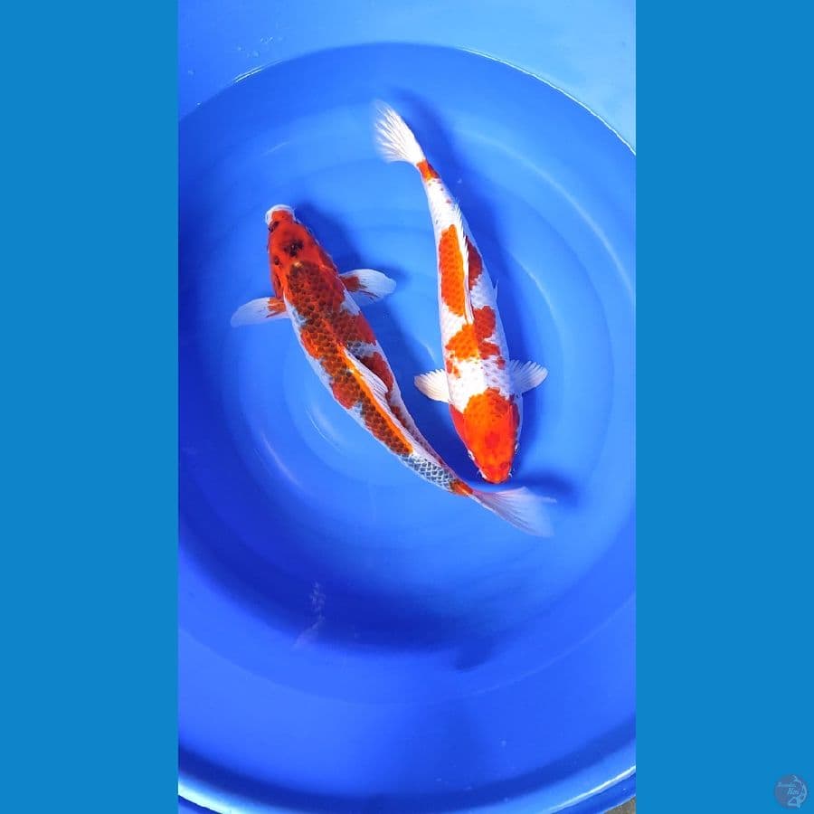 Gosiki & sakura ogon.. 47-50cm