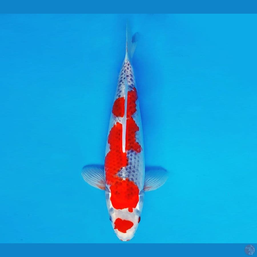 MAGURO 2 - MARUTEN GOSHIKI 33 cm/fm ®