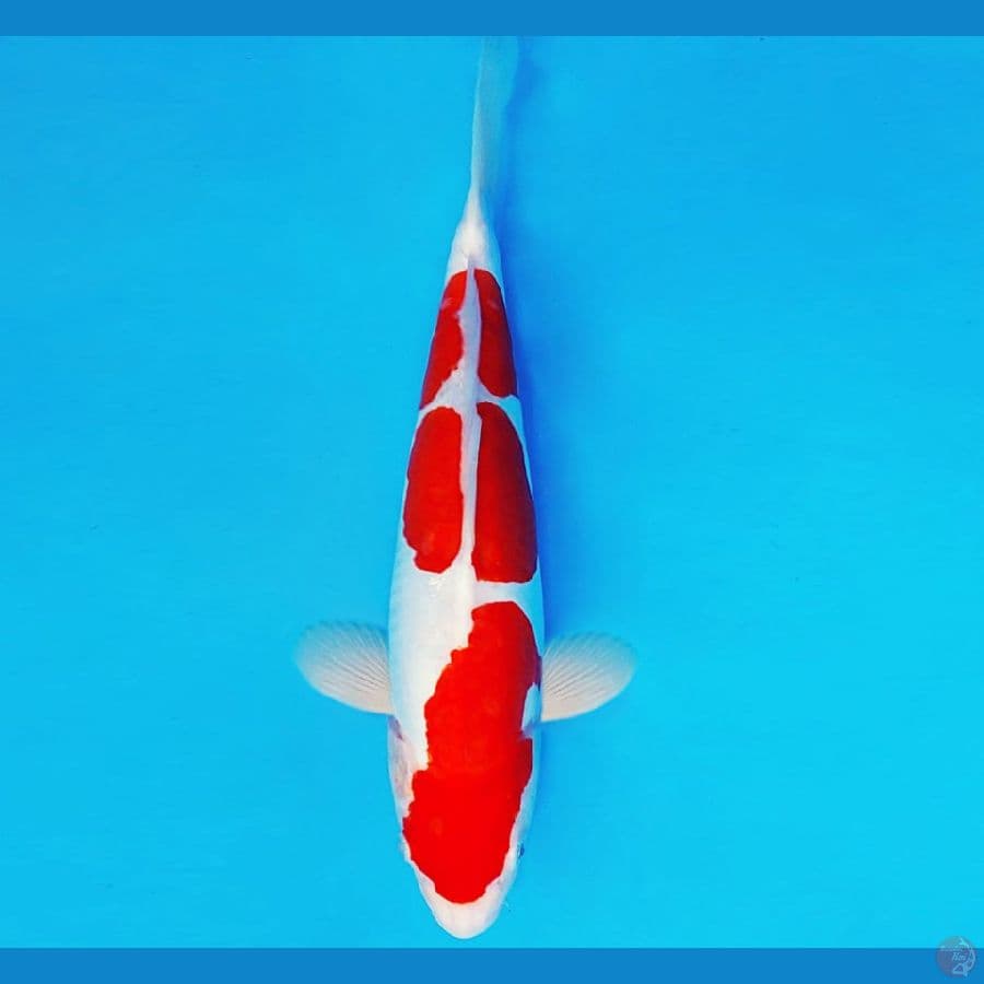 MAGURO 4 ~ KOHAKU DOITSU 29 cm/fm ®