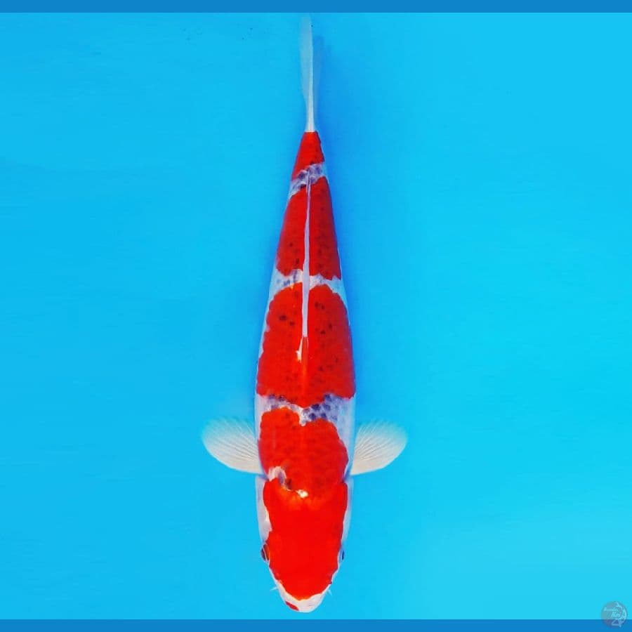 MAGURO 5 - GOSHIKI 34 cm/fm ®