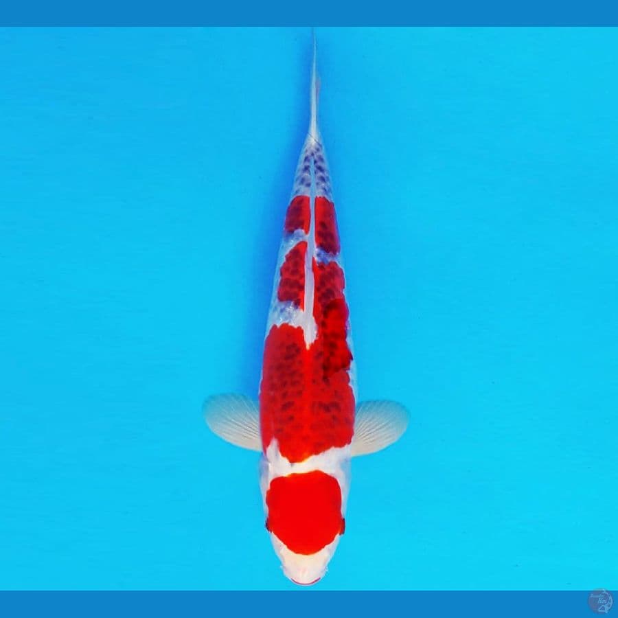 MAGURO 6 - MARUTEN KUJAKU 34 cm/male ®