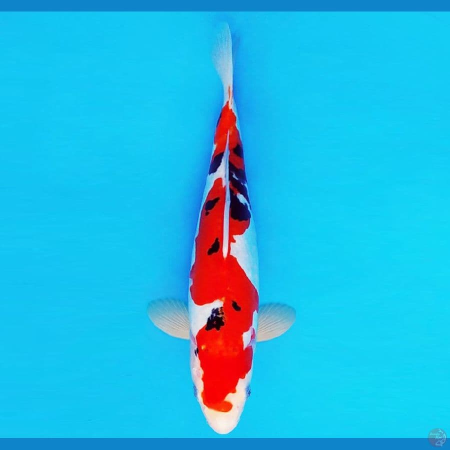 MAGURO 7 - INAZUMA SANKE DOITSU 29 cm/fm ®