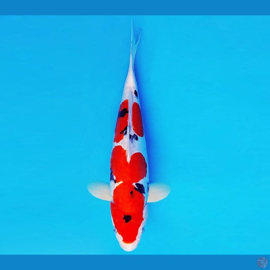 MAGURO 8 - SANKE DOITSU 29 cm/fm ®
