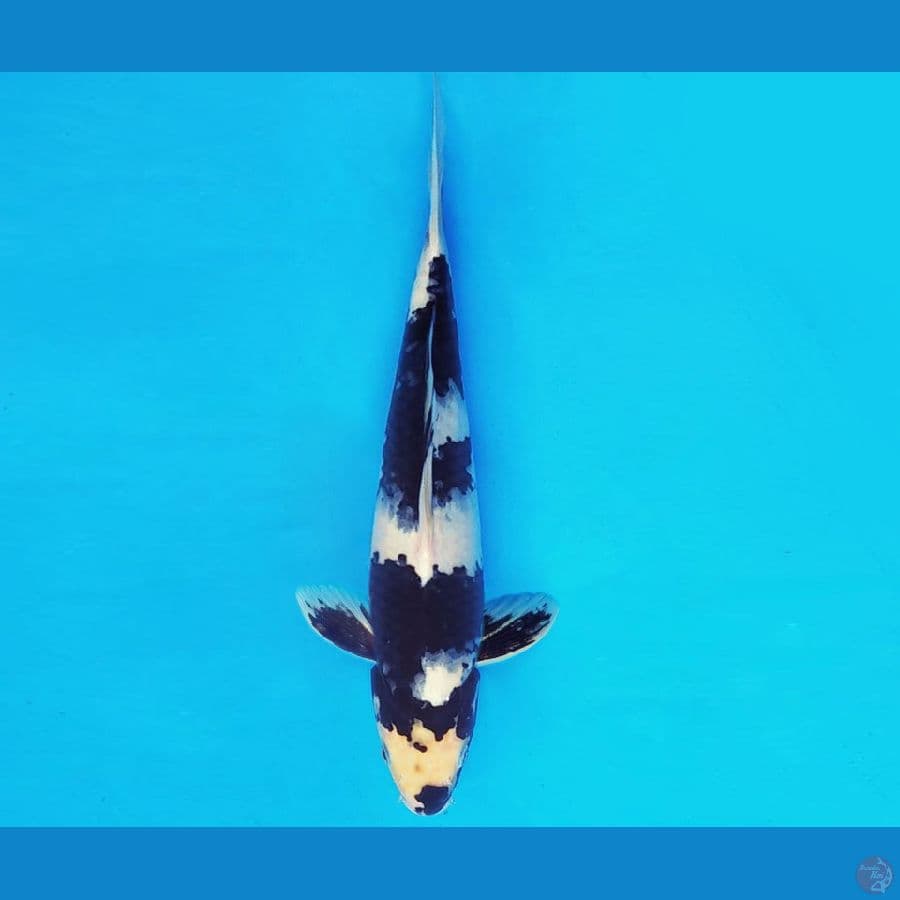 MAGURO 10 - SHIRO 34 cm/male ®