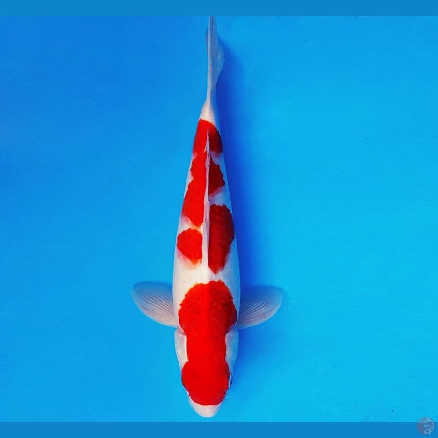 MAGURO 11 - AI GOROMO 34 cm/male ®