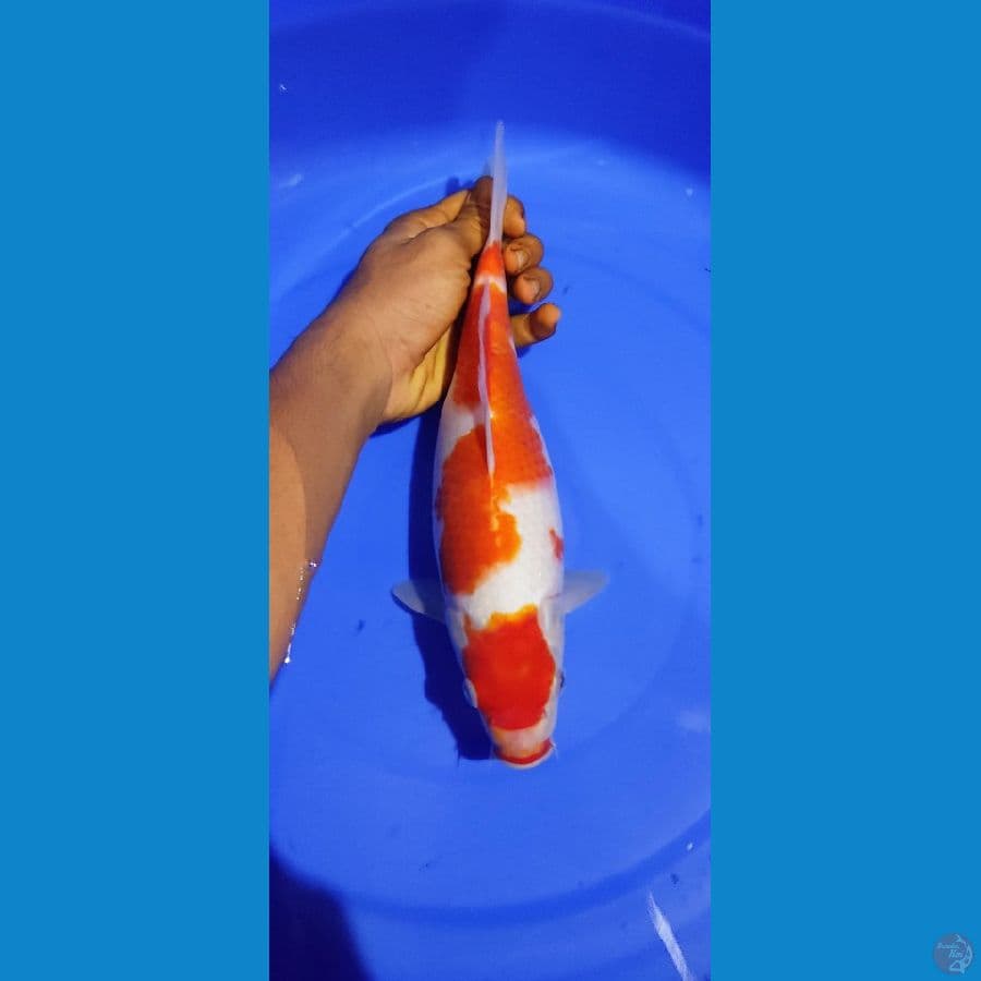 Kohaku 30bu