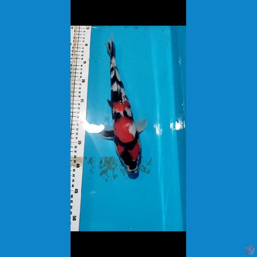 Showa metir 33cm merah