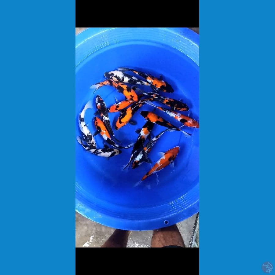 Showa shiro 15 ekor