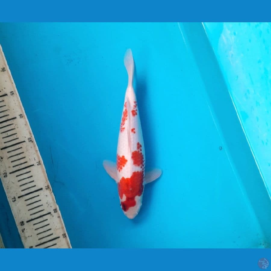 1# Ai koromo 32cm.F