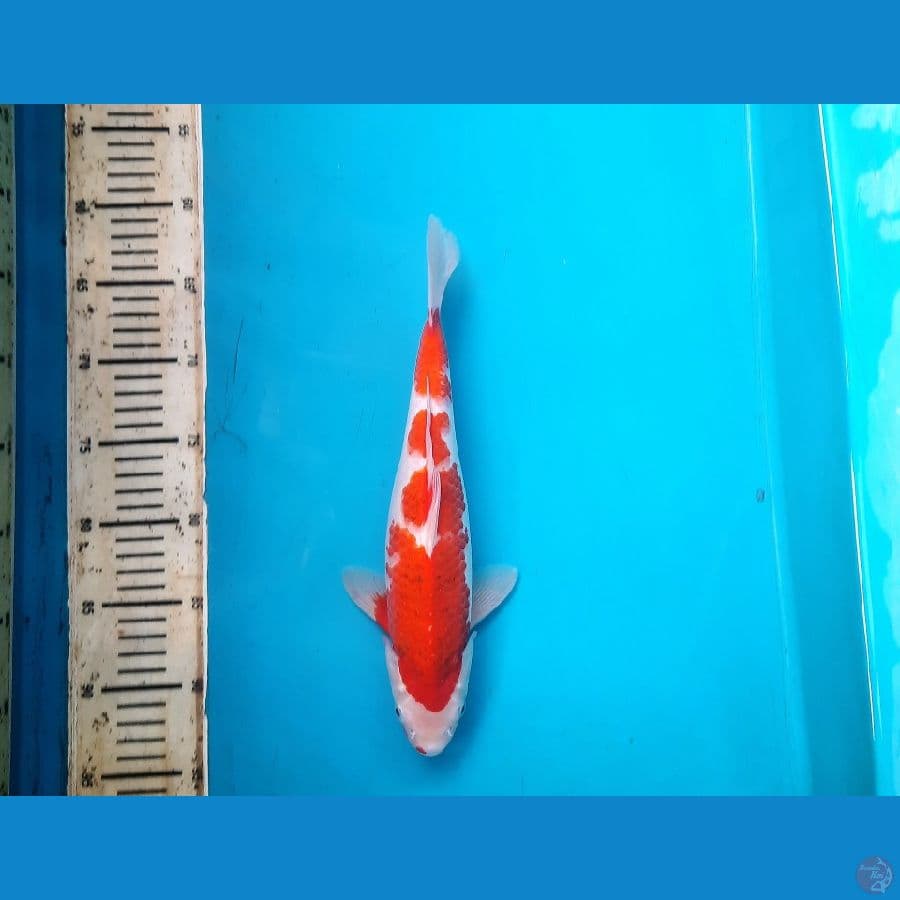 2# Ai koromo 32.F