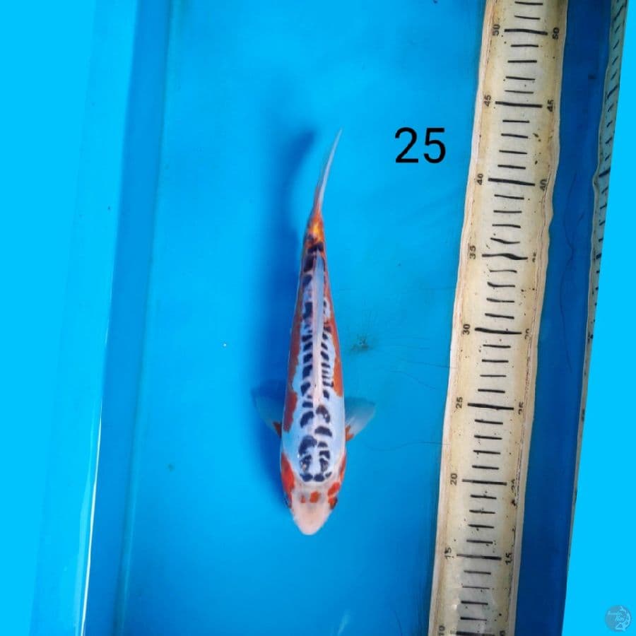 hana shusui 25cm
