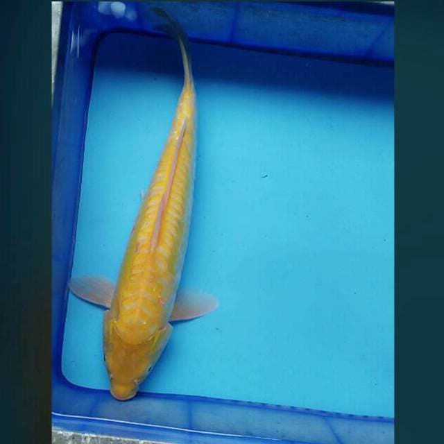Karashi aragoke 43cm