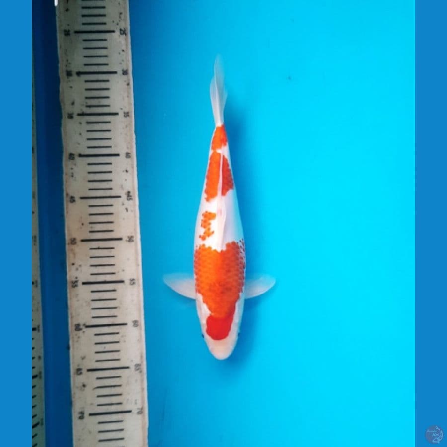 6# Ai koromo 33cm. F