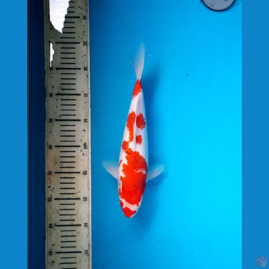 7# Ai koromo 31cm. F