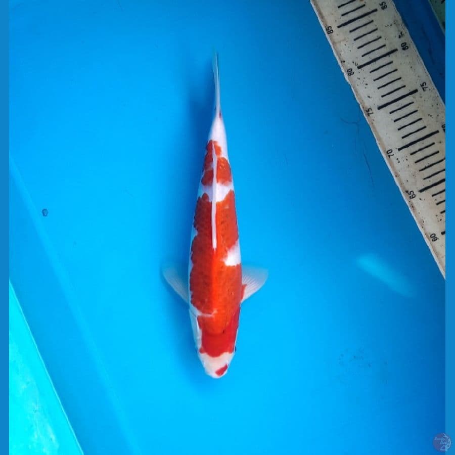 4# Ai koromo 33cm. M