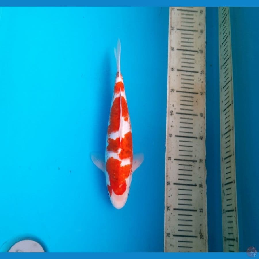 8# Ai koromo 30cm. F