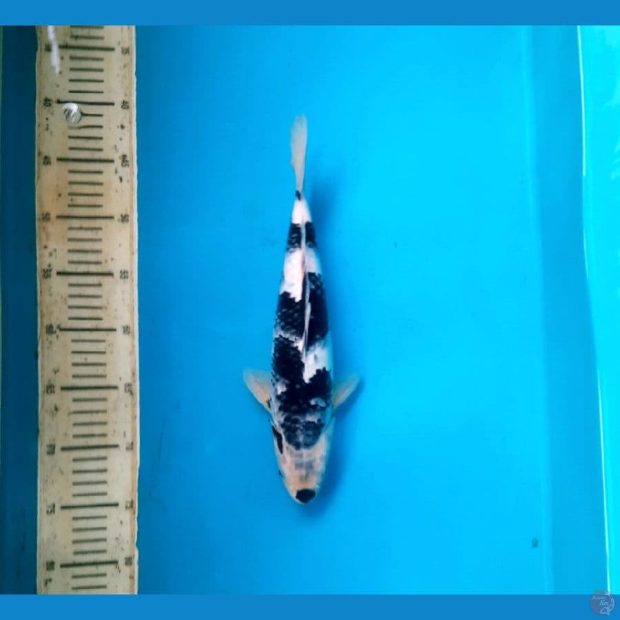 Shiro 33cm. F