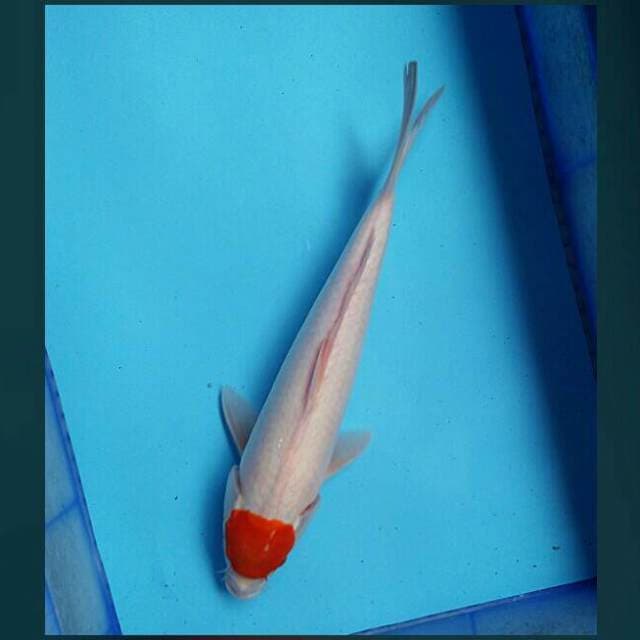Tancho kohaku 40cm
