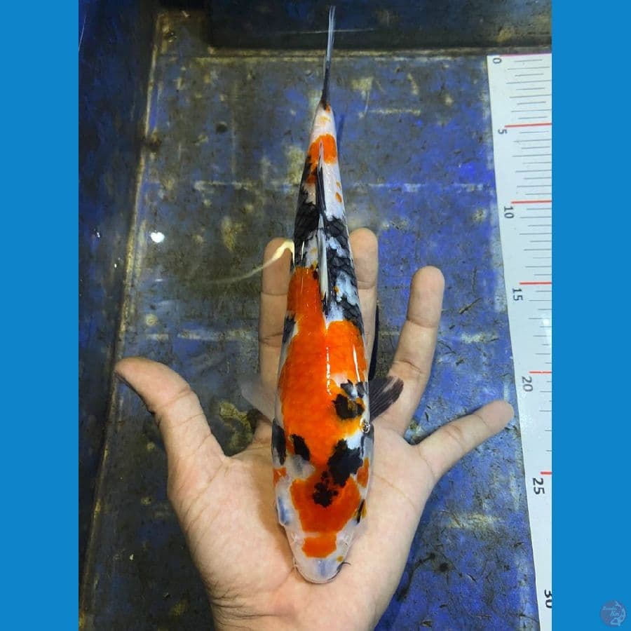 showa 26cm
