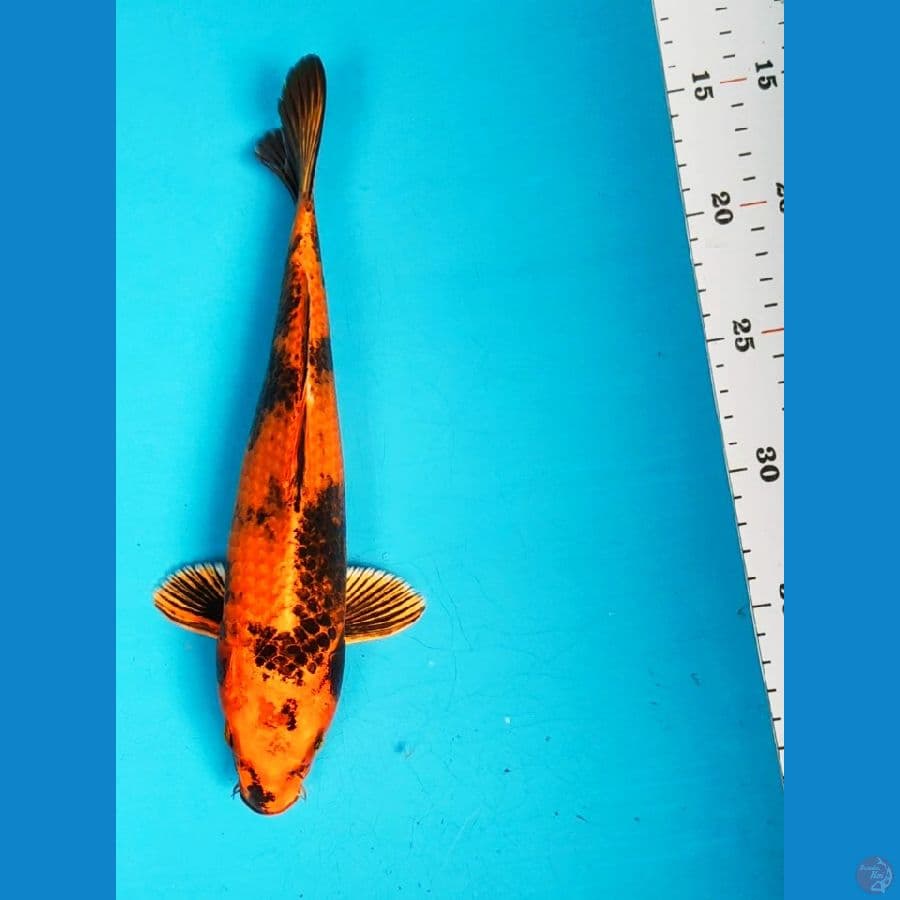 hikari utsurimono 27cm male