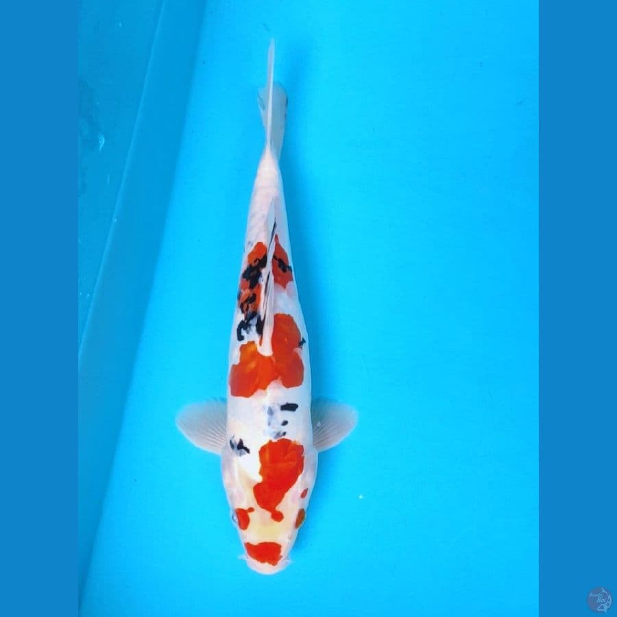 sanke doit 29cm male