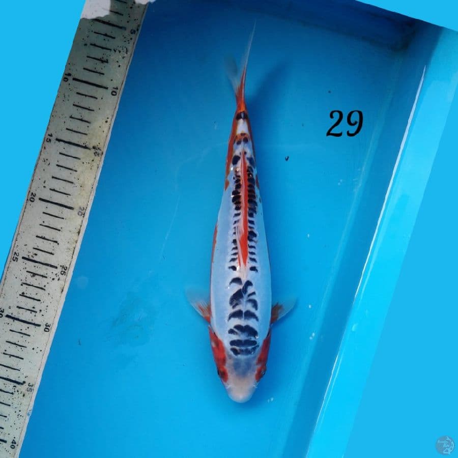 hana shusui 29cm