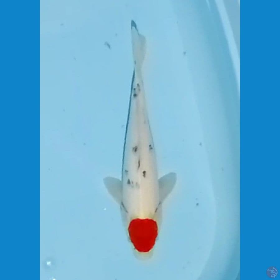 37cm Tc Sanke (F)