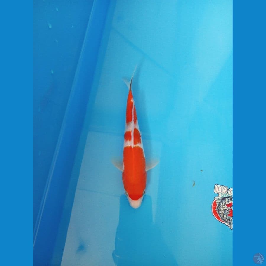 kohaku 3 step - 30bu