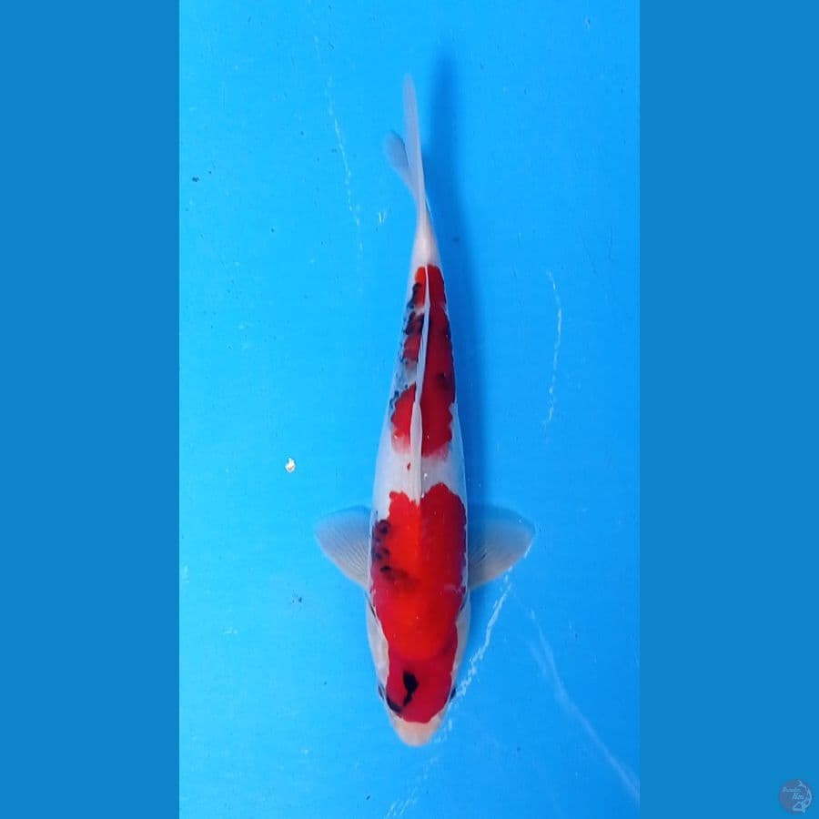 SHOWA 30cm MALE