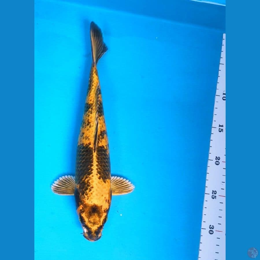 hikari utsurimono 30cm