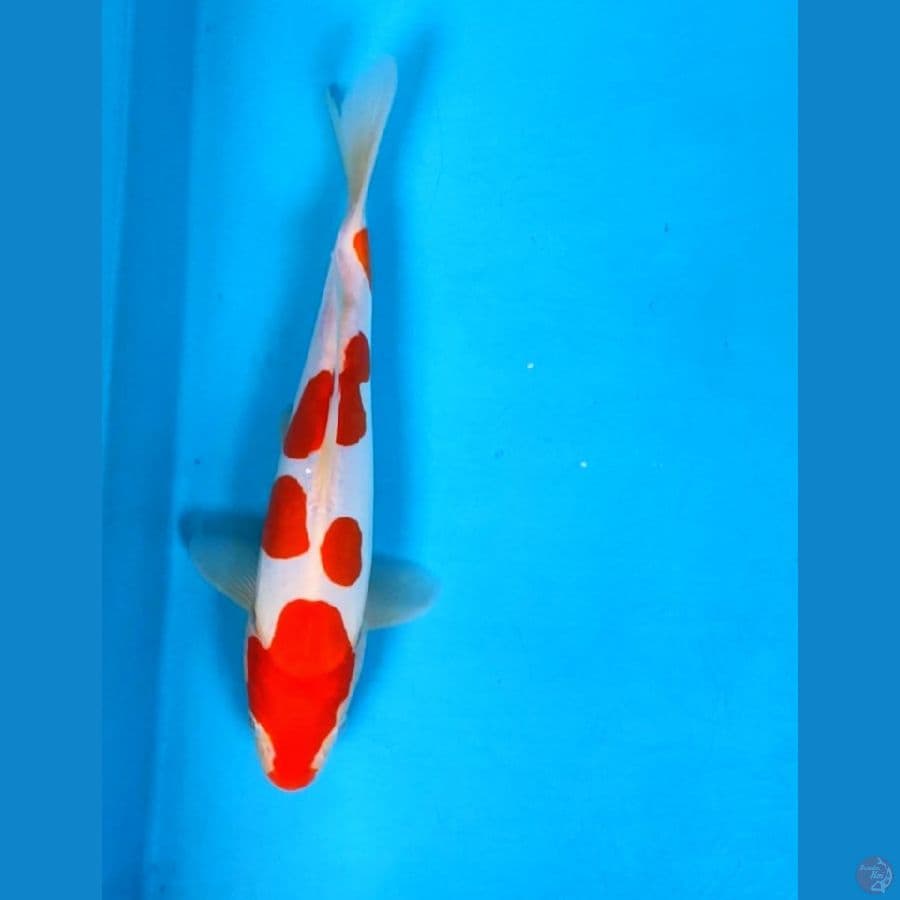 kohaku doit 25cm