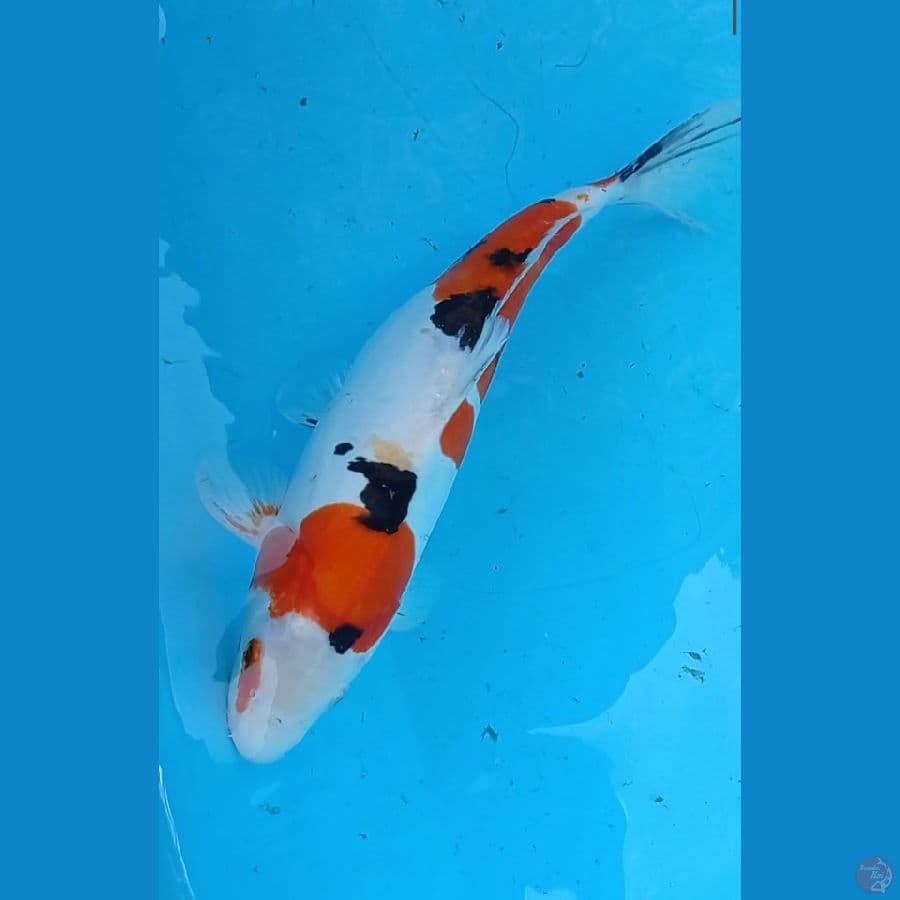 Doitsu 33 cm
