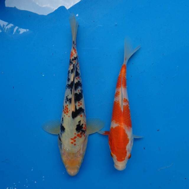 Duo F1