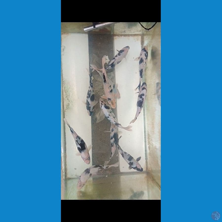 paket shiro 24-27cm 11ekor