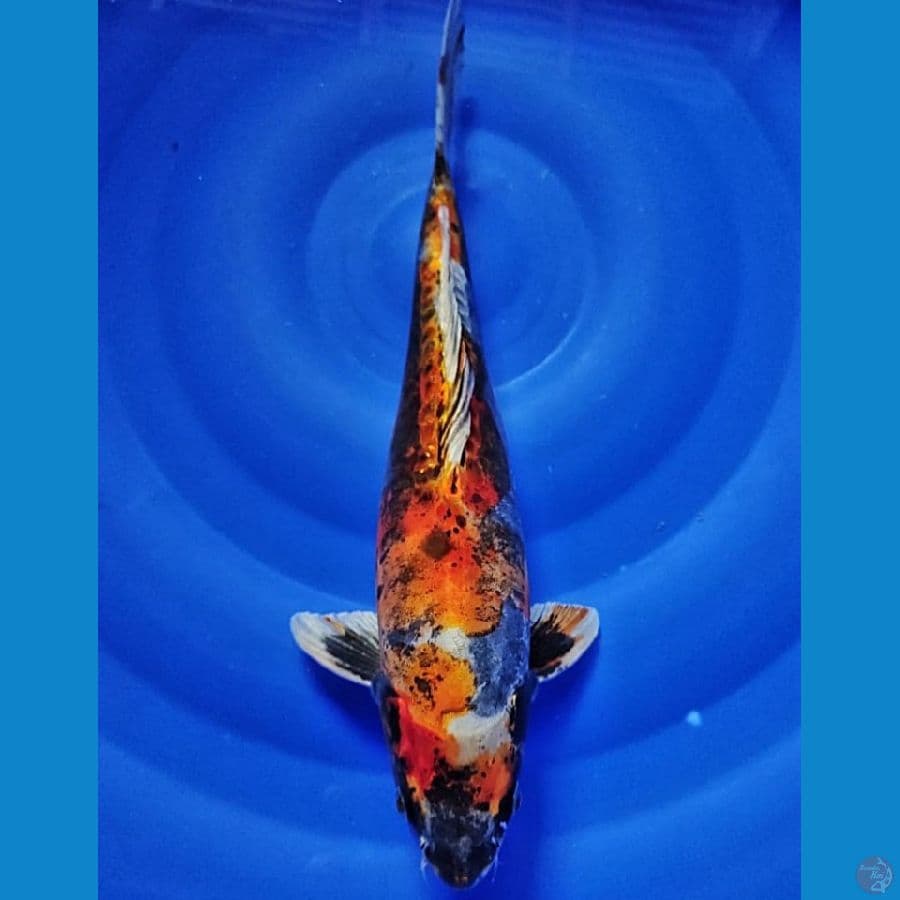 beni kiko 34 cm