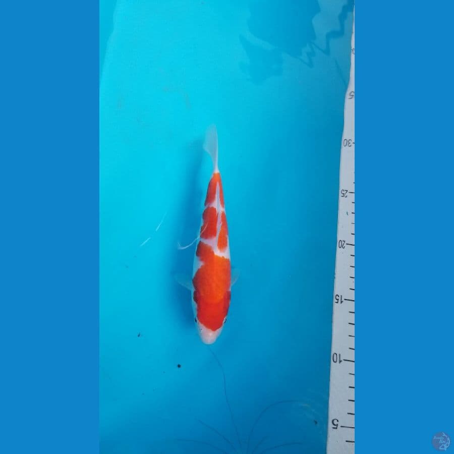 kohaku SQ 3 step