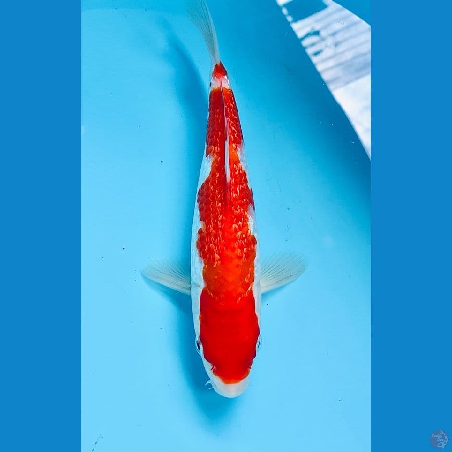 kohaku ginrin 22cm