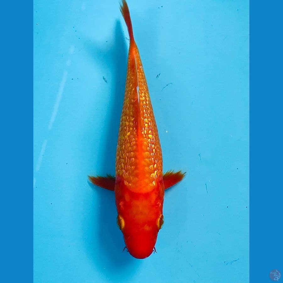 kinginrin C 18cm