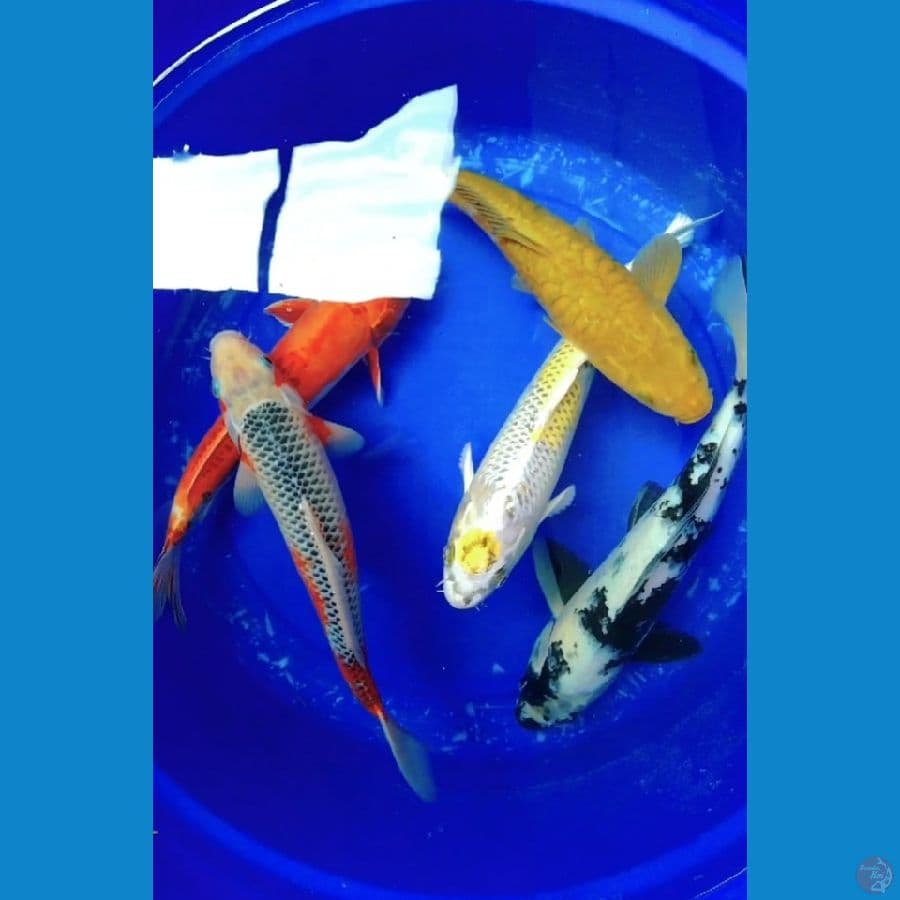 paket komplit 5ekor 30-36cm