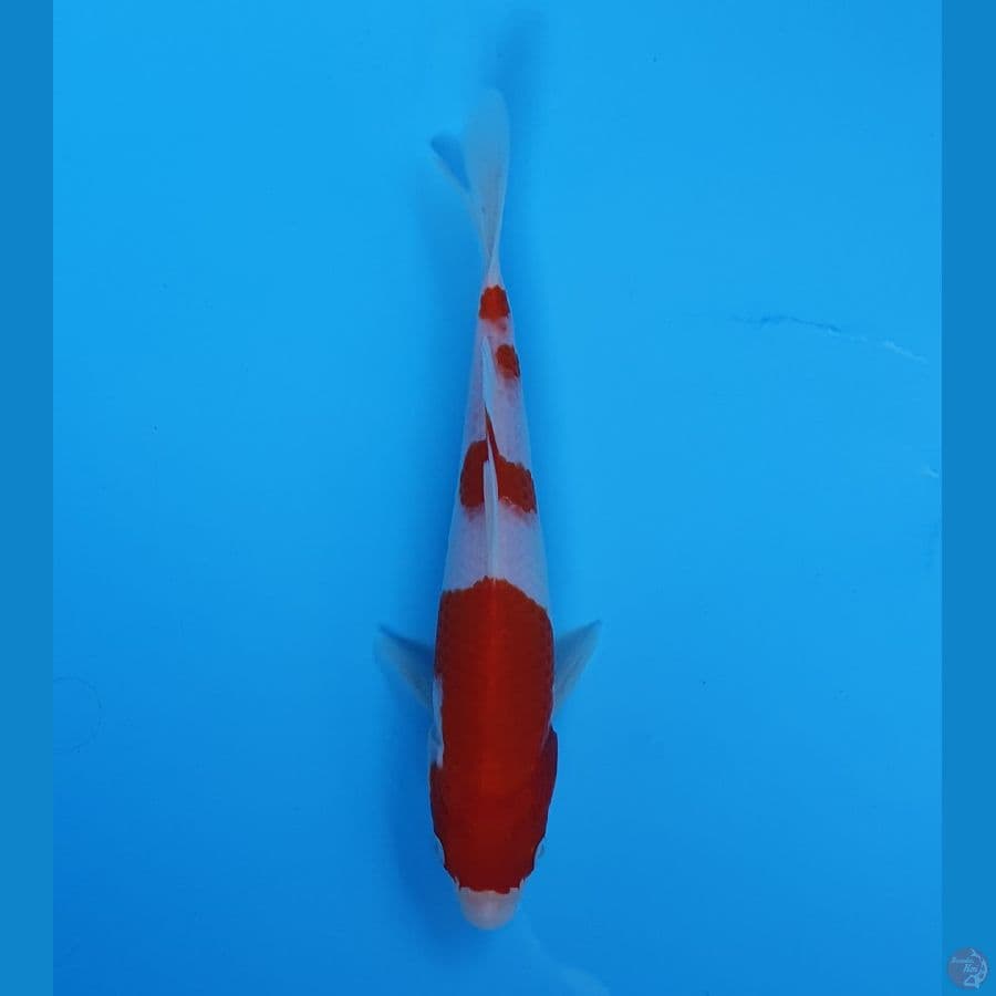 Kohaku Original 18cm