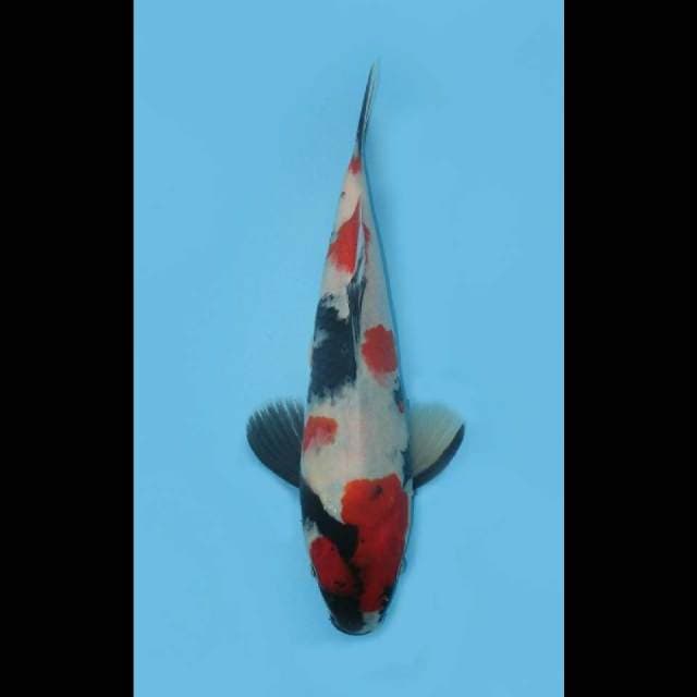 MWK , Original Ceplok - Kindai Showa Merah