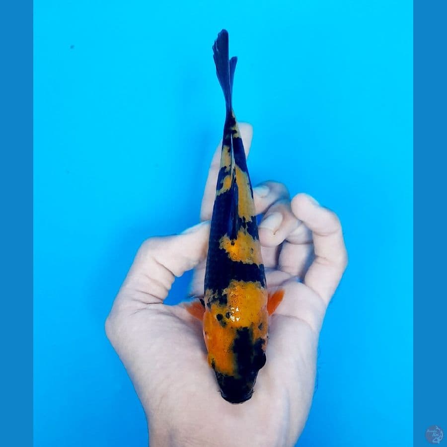 ki utsuri 17cm