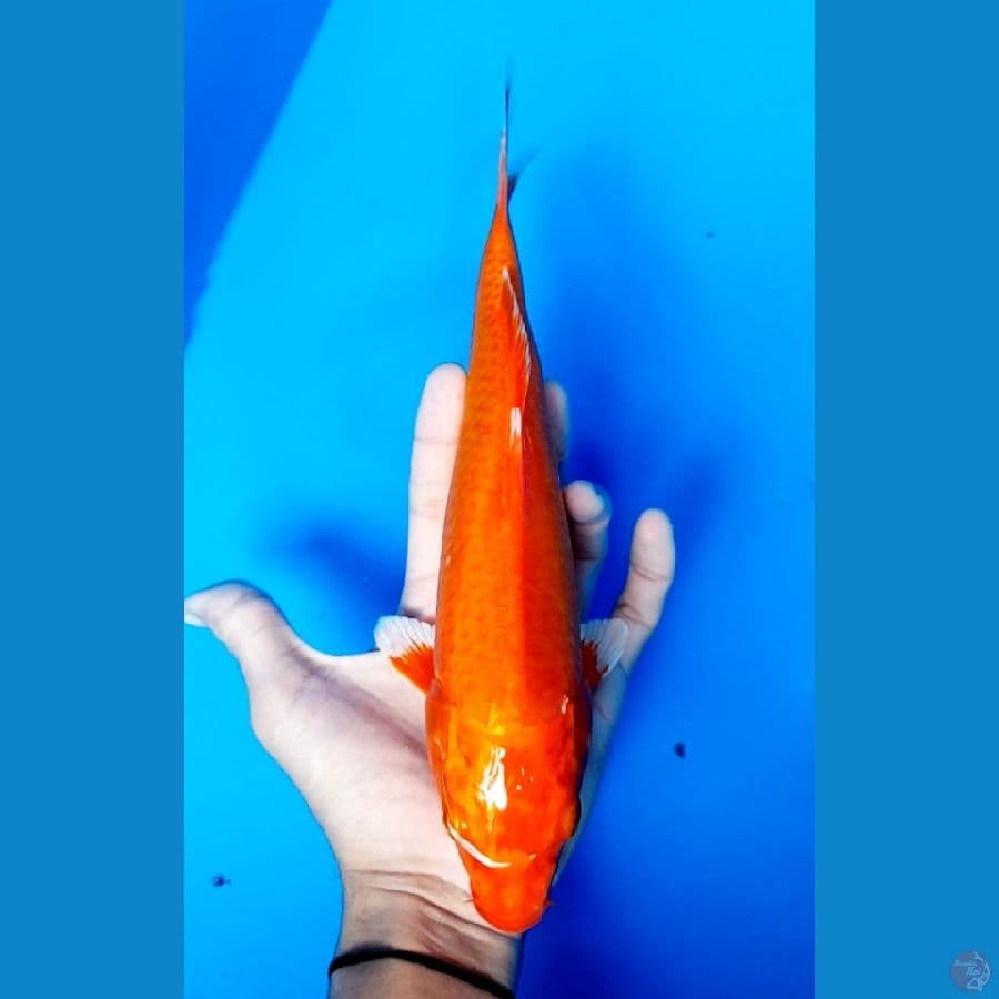 akahajiro hikari 27cm