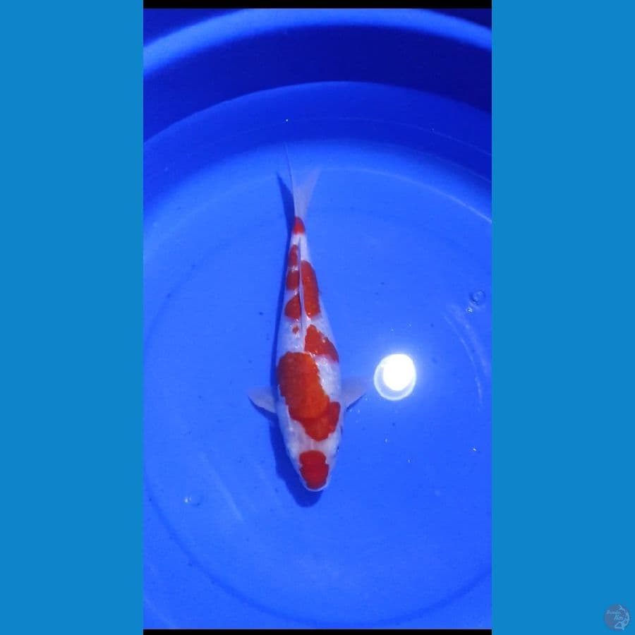 KUCIBENI KOHAKU GINDRIN 35CM