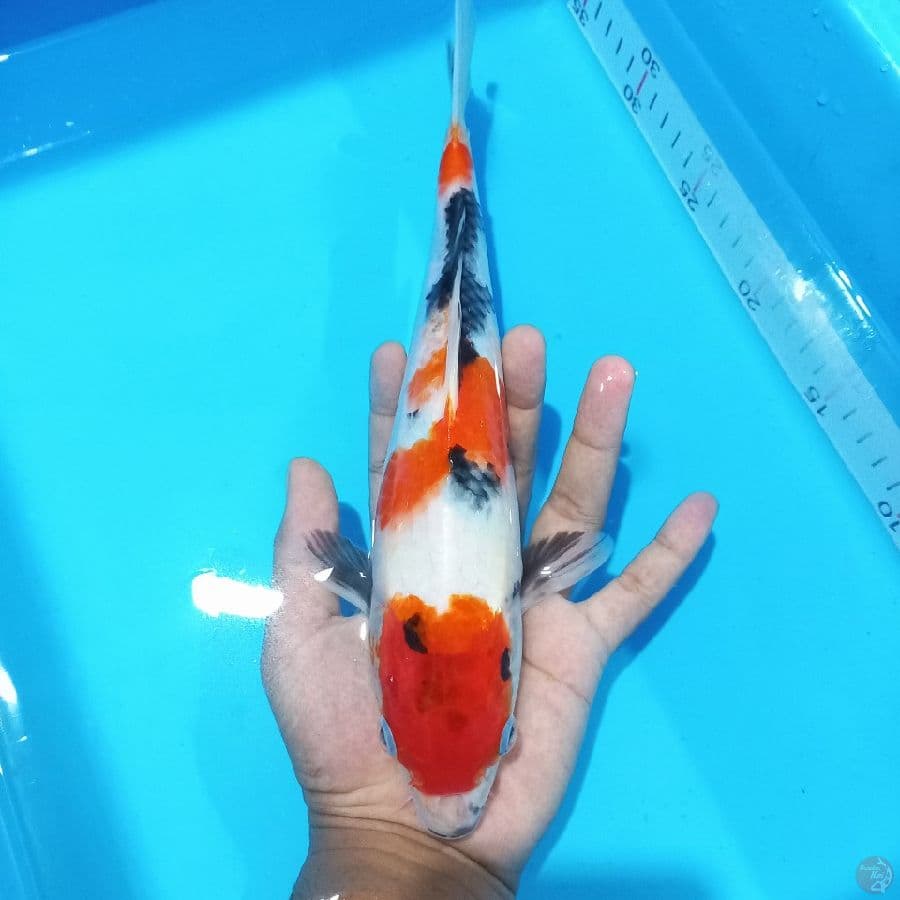 *SHOWA//ML/30CM*